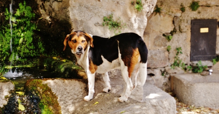 Chien a la Fontaine - Corsavy