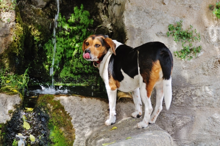 Chien a la Fontaine - Corsavy