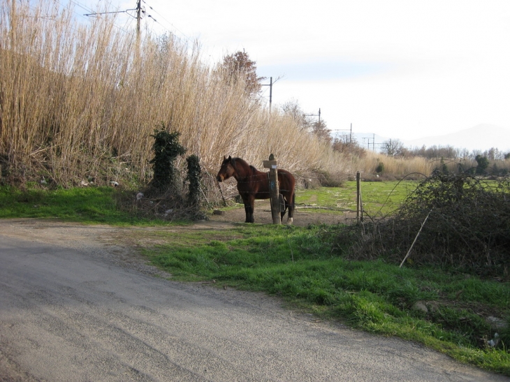 Habitant d'Elne, chemin de Villeneuve