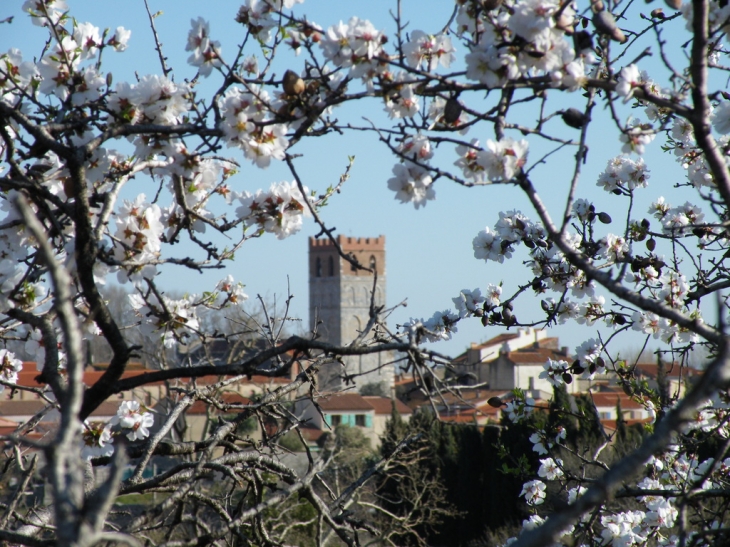 Amandiers en fleur à Espira de l'Agly - Espira-de-l'Agly