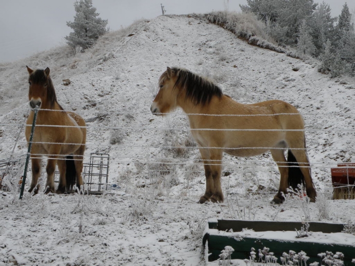 Chevaux de Michel - Fontrabiouse