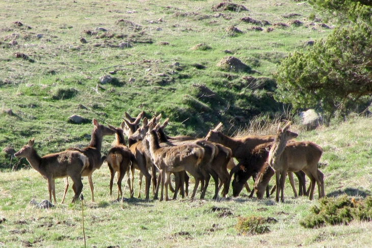 Aux alentour de formigueres - Formiguères