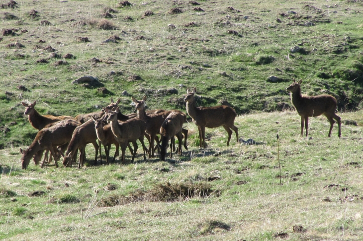 Aux alentour de formigueres - Formiguères