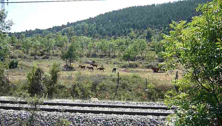 Chevaux - Latour-de-Carol