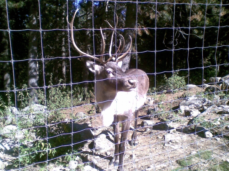 Parc animalier _ le cerf - Les Angles