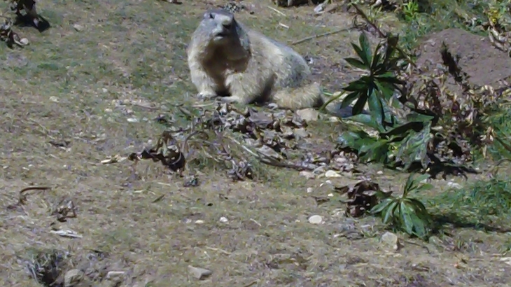 La marmotte_ parc animalier 1er octobre 2011 - Les Angles