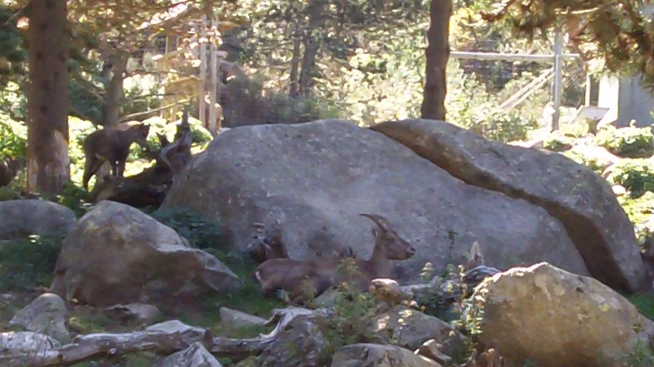 Parc animalier - Les Angles