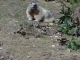 Photo précédente de Les Angles la marmotte_ parc animalier 1er octobre 2011