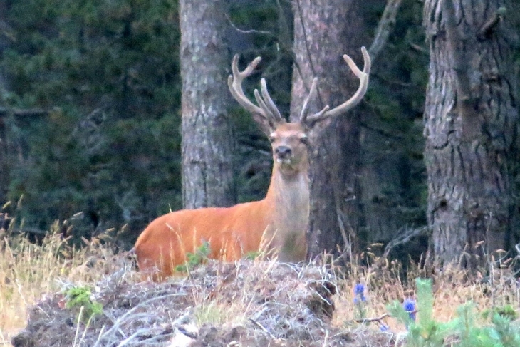 Cerf dans la foret de la matte - Matemale