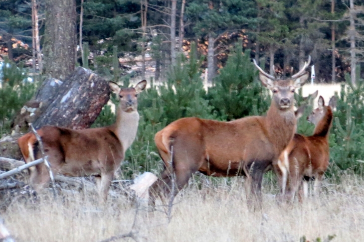 Cerf dans la foret de la matte - Matemale