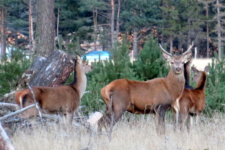 Cerf dans la foret de la matte - Matemale