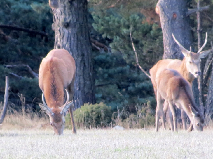 Cerf dans la foret de la matte - Matemale