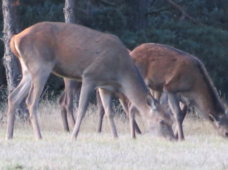 Biche dans la foret de la matte - Matemale