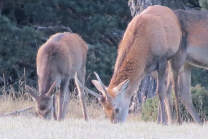 Cerf dans la foret de la matte - Matemale