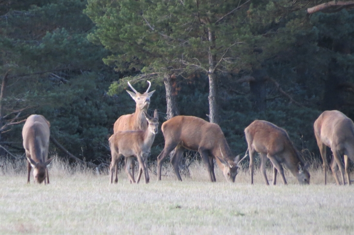 Cerf et biches - Matemale