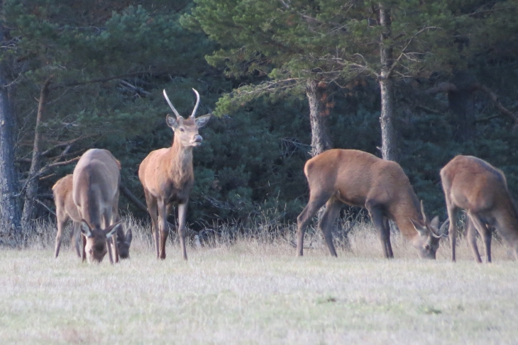 Cerf et biches - Matemale