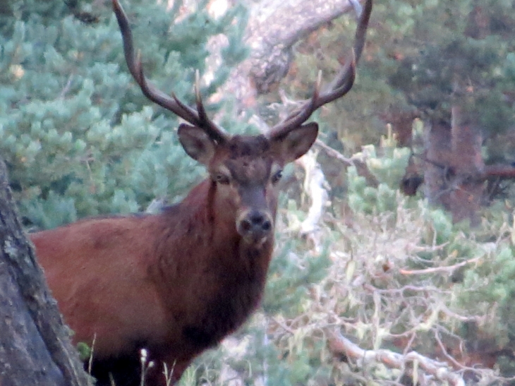 Cerf dans la foret de la matte - Matemale