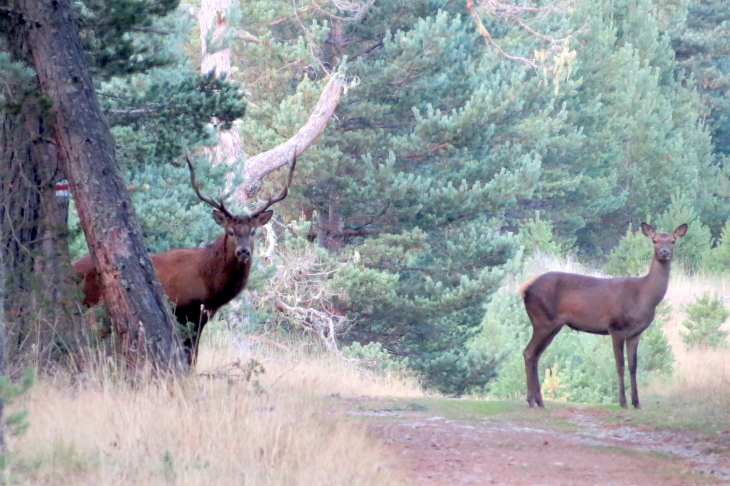 Cerf et biche - Matemale