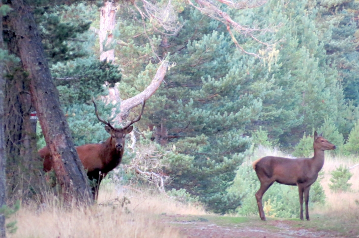 Cerf et biche - Matemale