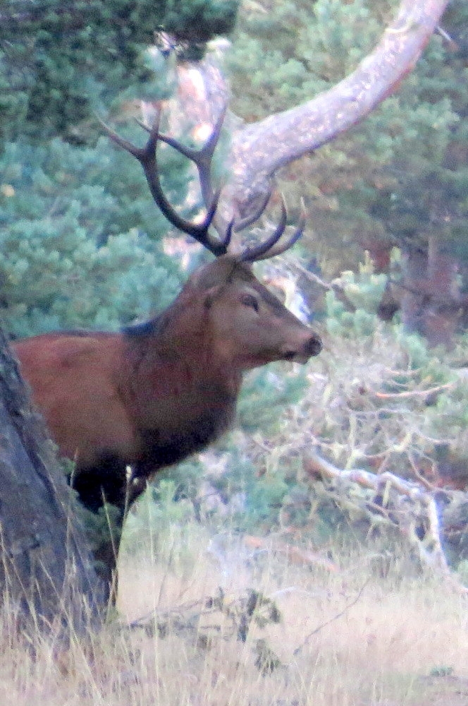 Cerf dans la foret de la matte - Matemale