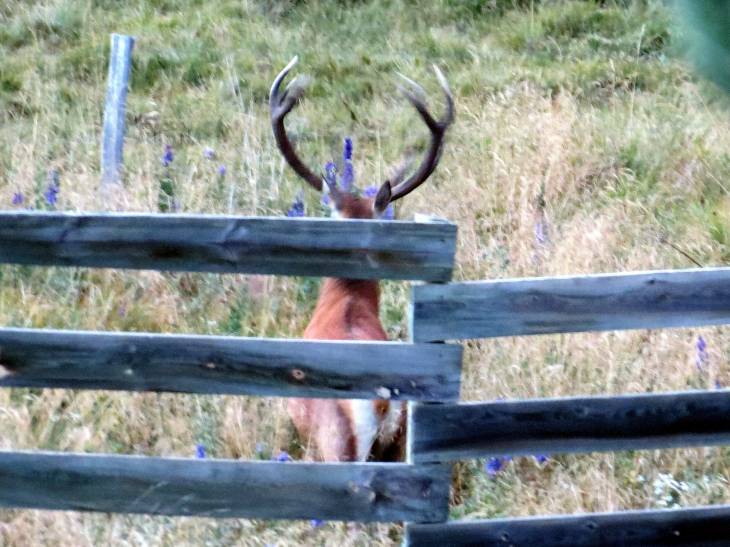 Cerf pris sur le plateau de la quillane ,en bord de route  - Matemale