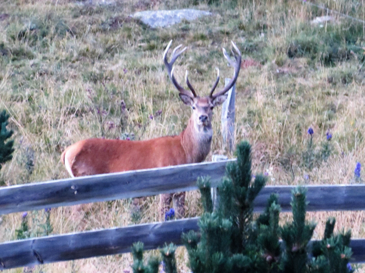 Cerf pris sur le plateau de la quillane ,en bord de route  - Matemale