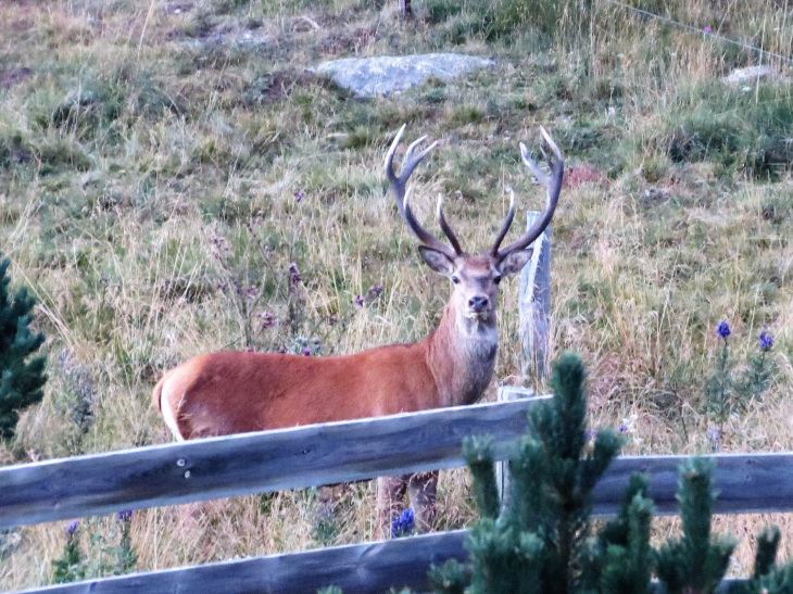 Cerf pris sur le plateau de la quillane ,en bord de route  - Matemale