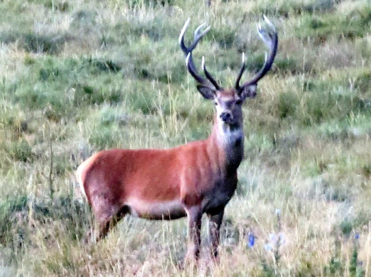 Cerf pris sur le plateau de la quillane ,en bord de route  - Matemale