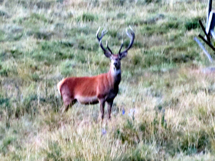 Cerf pris sur le plateau de la quillane ,en bord de route  - Matemale