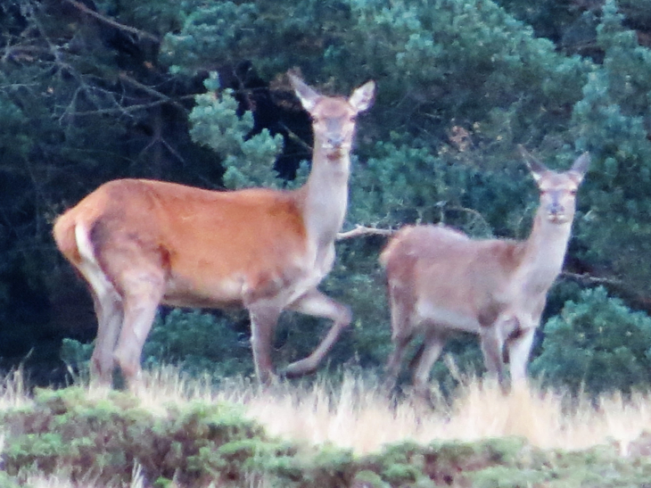 Biche avec son petit dans la foret de la matte !! - Matemale