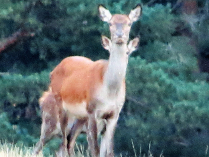 Biche avec son petit dans la foret de la matte !! - Matemale