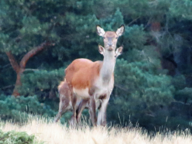 Biche avec son petit dans la foret de la matte !! - Matemale