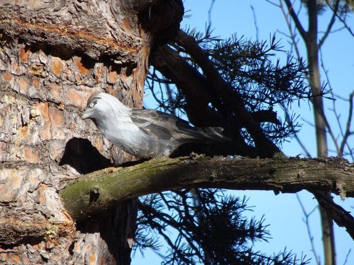 Sentier des oiseaux !!! - Mont-Louis