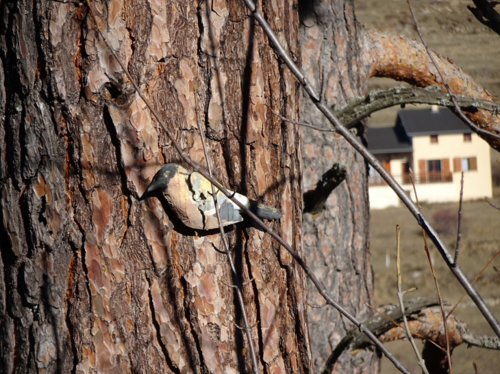 Sentier des oiseaux !!! - Mont-Louis