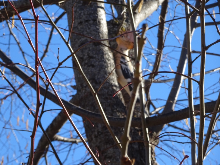 Sentier des oiseaux !!! - Mont-Louis