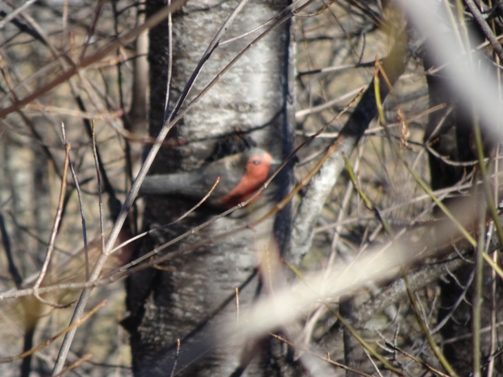 Sentier des oiseaux !!! - Mont-Louis