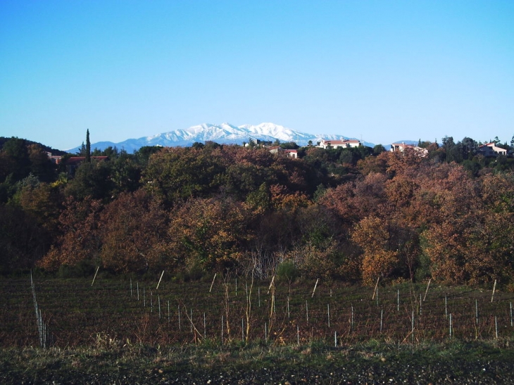 Vue sur canigou - Montesquieu-des-Albères