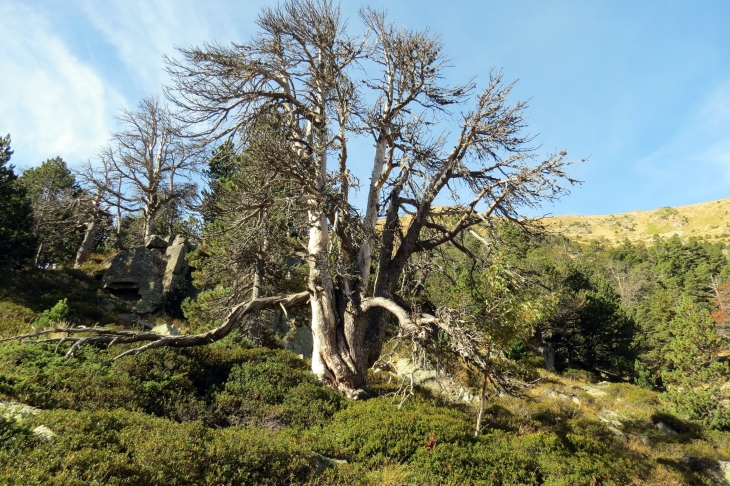 Vallée de planes - Planès