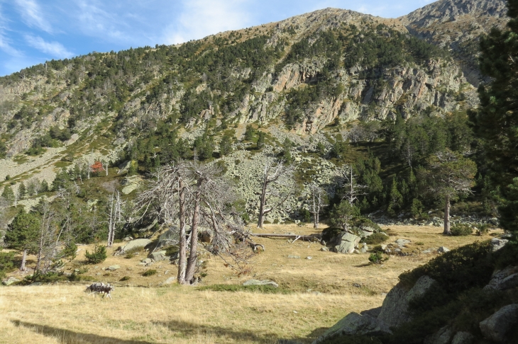 Vallée de planes - Planès