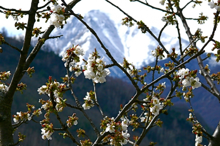 Cerisier - Prats-de-Mollo-la-Preste