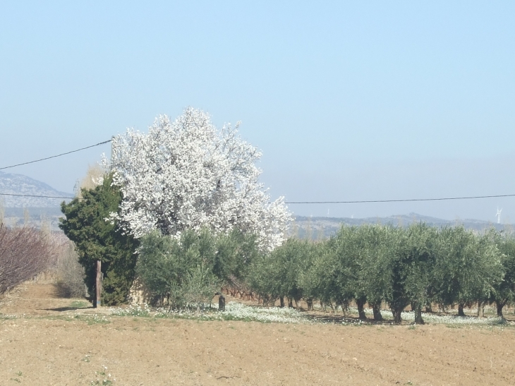  - Rivesaltes