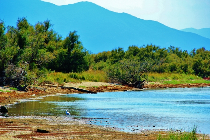 ETANG - Saint-Cyprien