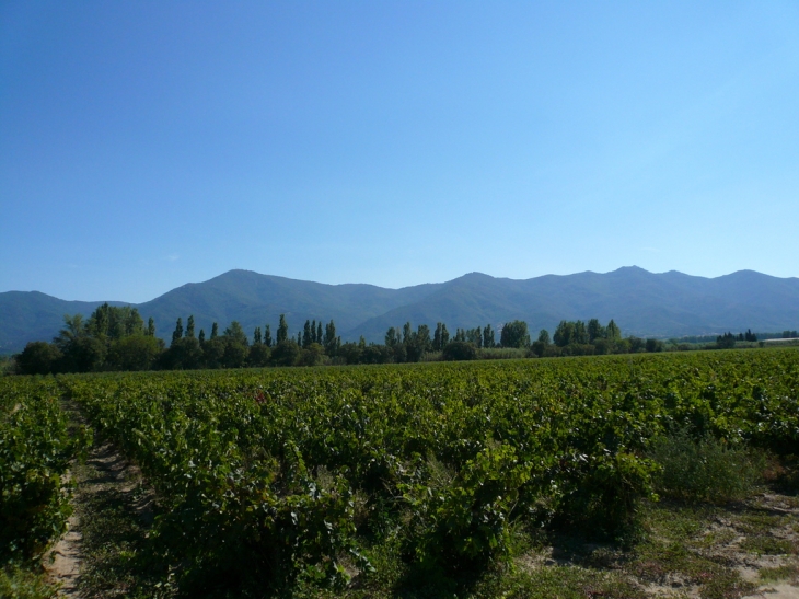 Vue sur les Albères depuis le domaine de la Flotte de Saint Genis des Fontaines - Saint-Génis-des-Fontaines