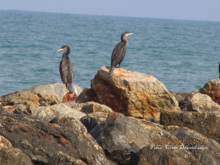 CORMORANS ST MARIE - Sainte-Marie