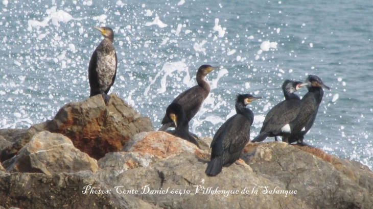 CORMORANS ST MARIE - Sainte-Marie