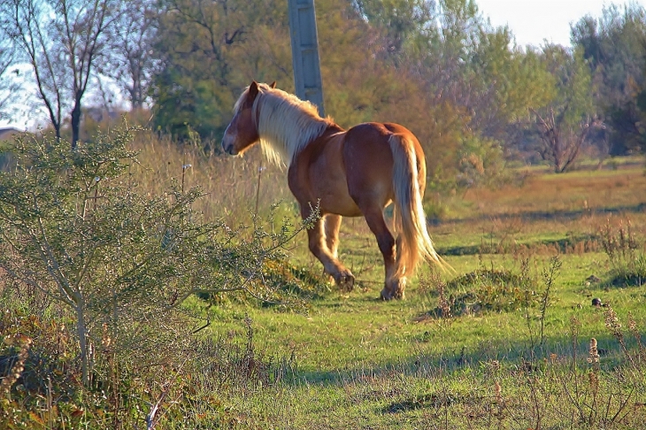 Cheval de balade - Sainte-Marie