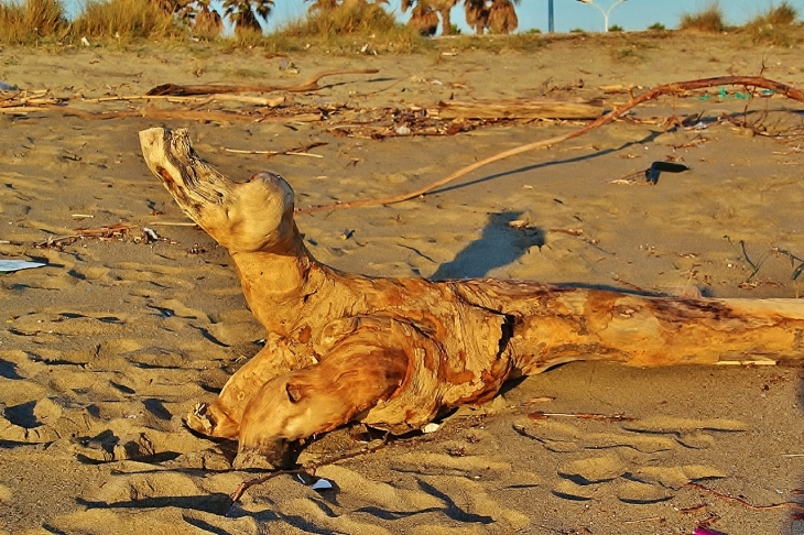 LION DE MER  - Sainte-Marie