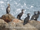 Photo précédente de Sainte-Marie CORMORANS ST MARIE