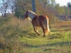 Photo suivante de Sainte-Marie cheval de balade