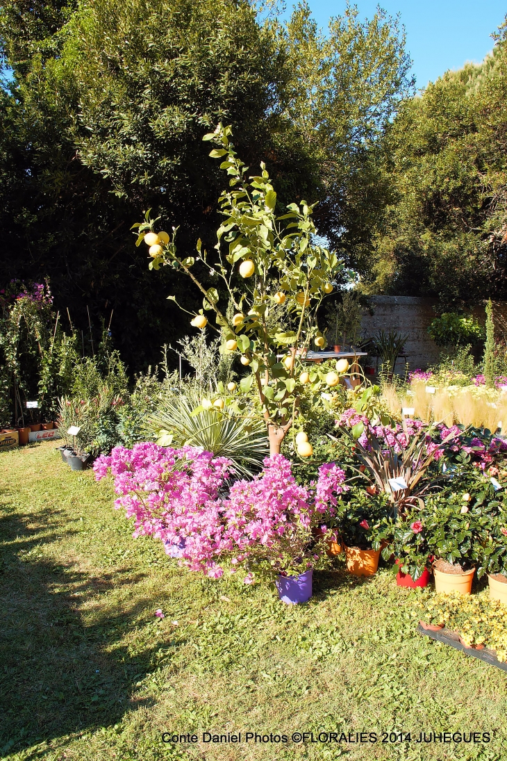 Floralies 2014 a Juhegues - Torreilles